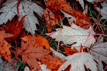 lots of maple leaves on blurred background