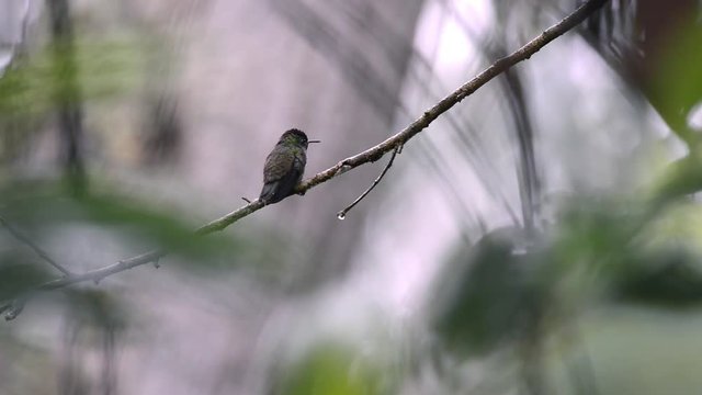 Scene of a hummingbird on its back perched on a branch. He moves his head to the sides.