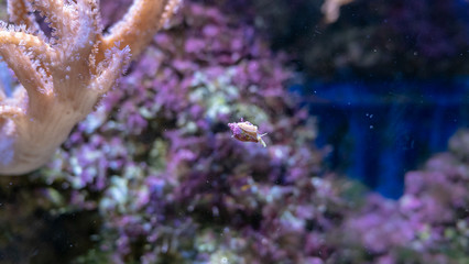 Beautiful sea flower in underwater world with corals and  fish.