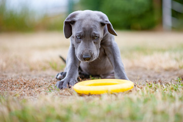 Guilty dog with toy