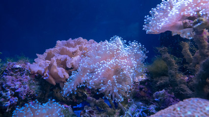 Beautiful sea flower in underwater world with corals and  fish.