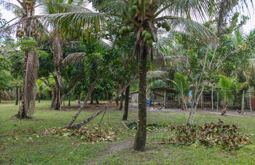 coconut palm