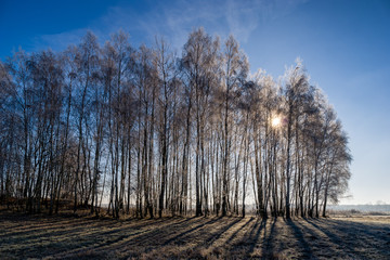 Słoneczny poranek z przymrozkiem i szronem, Podlasie, Polska © podlaski49