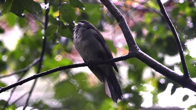 Bird Green-winged Saltator (Saltator similis) on a branch. View from the front on a rainy day.