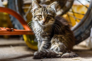 Stray cat on the farm.