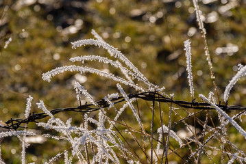 Fototapeta premium Słoneczny poranek z przymrozkiem i szronem, Podlasie, Polska