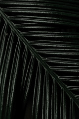 green palm leaf