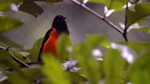 Bird Campo Troupial (Icterus jamacaii) on a tree. Bird in captivity. Sing and move a lot. Several birds sings around it.