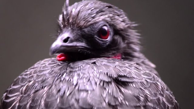 Brid Dusky-legged Guan (Penelope obscura) seen with a panoramic movemente from the bottom to the top. Its feathers are black and red neck. Bird in captivity.