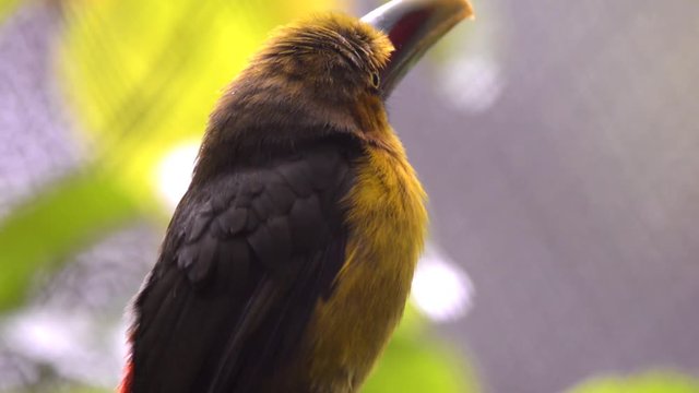 Bird Saffron Toucanet (Pteroglossus bailloni) standing in a tree. It moves the head to both sides. Bird in captivity.