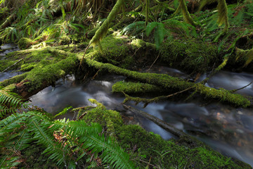 Mount Rainier National Park, WA, USA. 