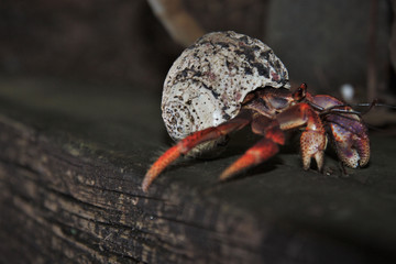 Guadeloupe, un bernard-l’hermite sur une poutre