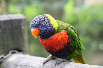Guadeloupe, perroquet multicolore à Dehaies