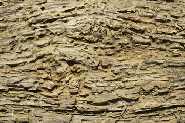 Rotten board with termite marks