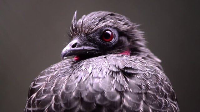 Brid Dusky-legged Guan (Penelope obscura) seen with a panoramic movemente from the bottom to the top. Its feathers are black and red neck. Bird in captivity.