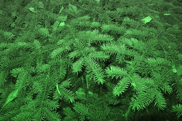 Background made of fir tree branches for the holiday of New year and Christmas.