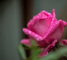 rose in the garden after the rain