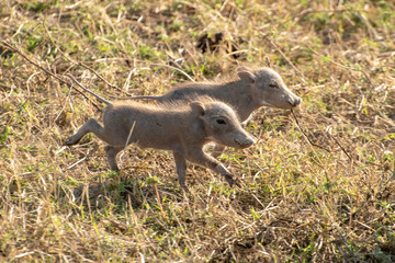 Baby Wart Hogs running in grass