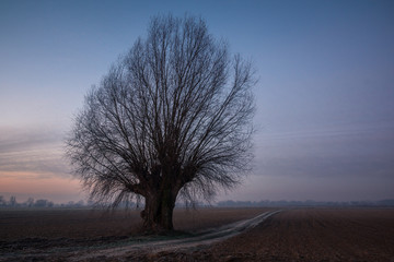 Landscape with lonely willow and road on a frosty morning