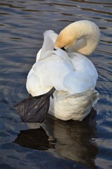 Schwan bei der Gefiederpflege