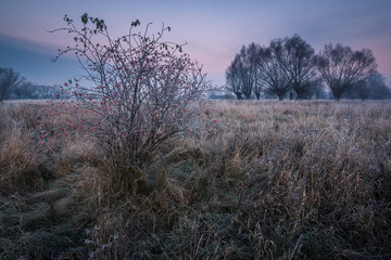 Obraz na płótnie Canvas Frosty morning on the meadow