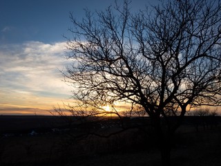 Fototapeta premium tree at sunset on the sky background