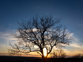 Fototapeta na wymiar silhouette of the tree at sunset