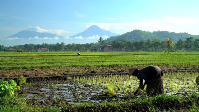 Manual farm worker in tropical rice fields near Mt Merapi volcano Java