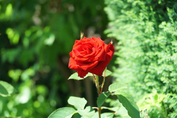 Red rose flower blooming in roses garden on background red roses flowers.