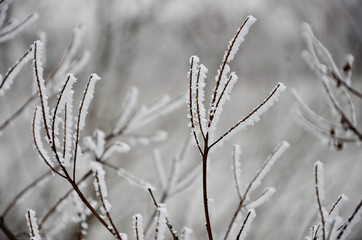 frost on grass