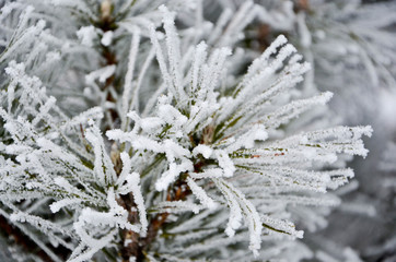 snow covered branch