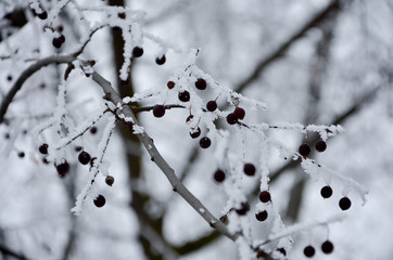 frost on the branches