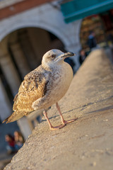 Seagull on the Rialto Bridge in Venice Italy 