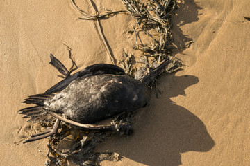 Cormorano morto sulla spiaggia