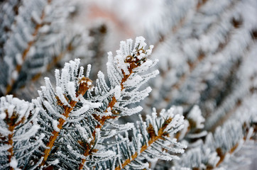 frost on the branches