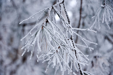 frost on branches