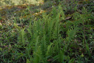 paisajes de la montaña de Guerrero