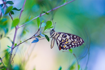 Fototapeta na wymiar Beautiful common lime butterfly sitting on the flower plants in its natural habitat