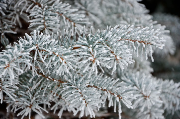 Naklejka na ściany i meble snow covered fir branches