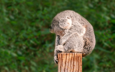 A cute young Koala sits sound asleep balanced on a wooden post in front of eucalyptus plants with his arm hanging down one side of a wooden post and his behind hanging over the back edge.