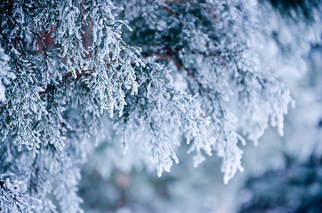 Fototapeta premium frost on glass