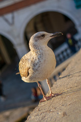 Seagull on the Rialto Bridge 