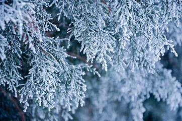 snow covered branches
