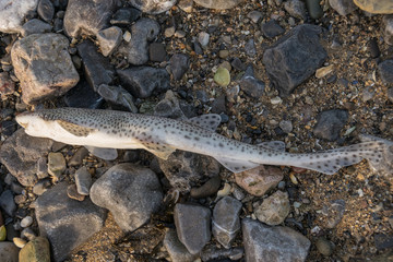 Squalo Gattuccio (Dogfish) arenato sulla spiaggia