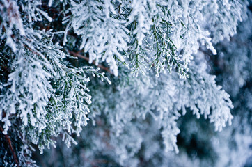 frost on the tree