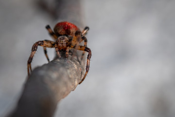 macro de araña roja en rama