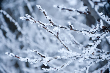 branch of a tree