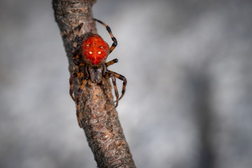 macro de ara&ntilde;a roja en rama
