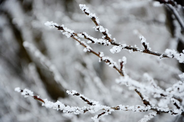 branch of a tree covered with snow