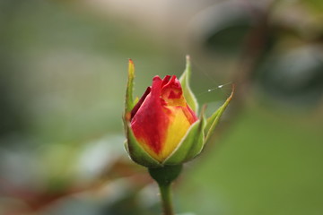 rosebud pink rose garden nature  love garden  beauty beautiful  bouquet flora blossom floral valentine macro summer  romantic